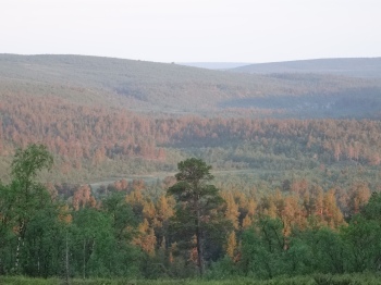 Oändliga mil av obruten skog och fjäll ända till Finland där långt borta i söder. Sedan flera mil till innan första vägen bryter av.
